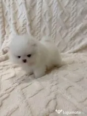 Pomeranian mini puppy 