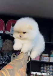 Pomeranian mini puppy 
