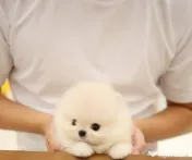 Pomeranian mini puppy 