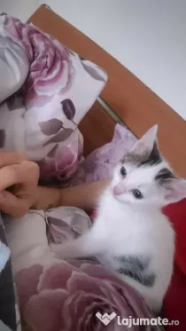 Donăm în mâini bune și responsabile pisicuta