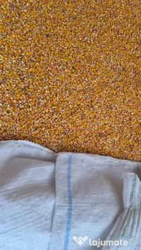 Vând porumb satul roit 1,20 kilogramul 