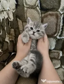 Pui Superb British Shorthair, băiețel, Își Caută Cămin