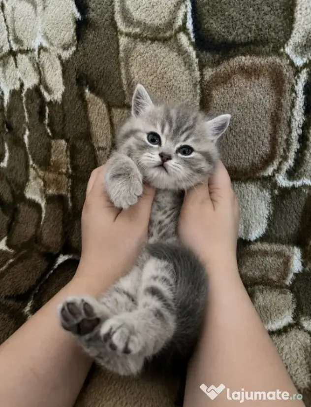 Pui Superb British Shorthair, băiețel, Își Caută Cămin