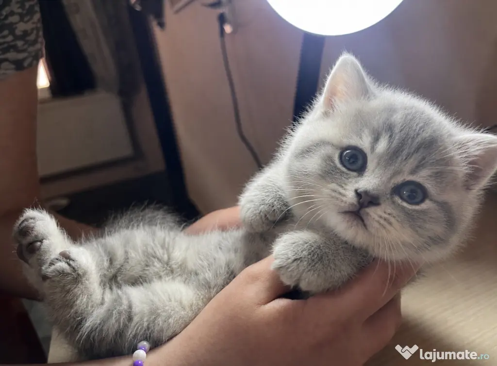 Pui Superb British Shorthair, băiețel, Își Caută Cămin