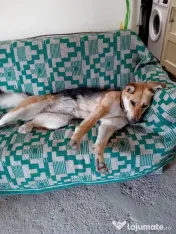 Ciobanesc German metis pentru adoptie.