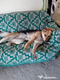 Ciobanesc German metis pentru adoptie. 