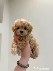 Maltipoo pudel mini toy