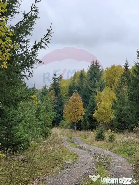 Vânzare teren extravilan, 4 ha pădure, zona turistică ...