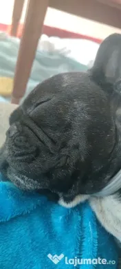 Bulldog francez montă