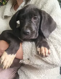 Dog German great dane