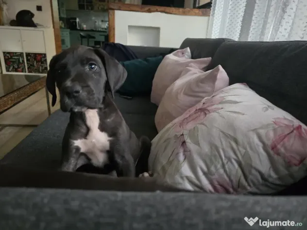 Dog German great dane