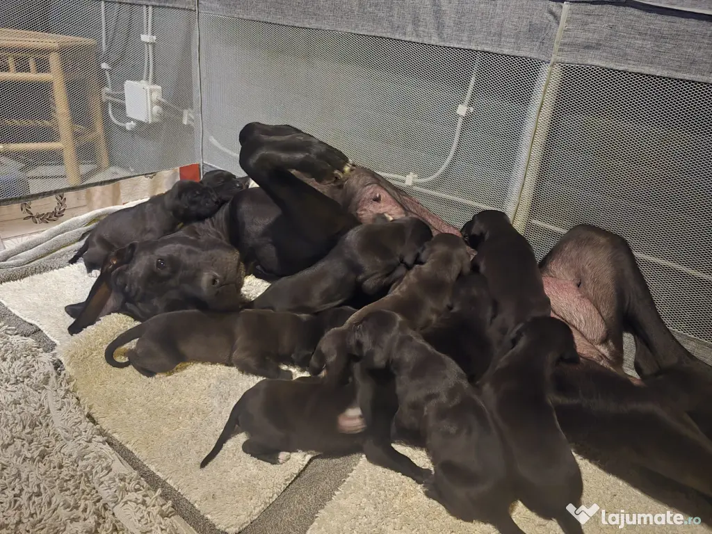 Dog German great dane
