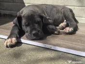 Dog German great dane