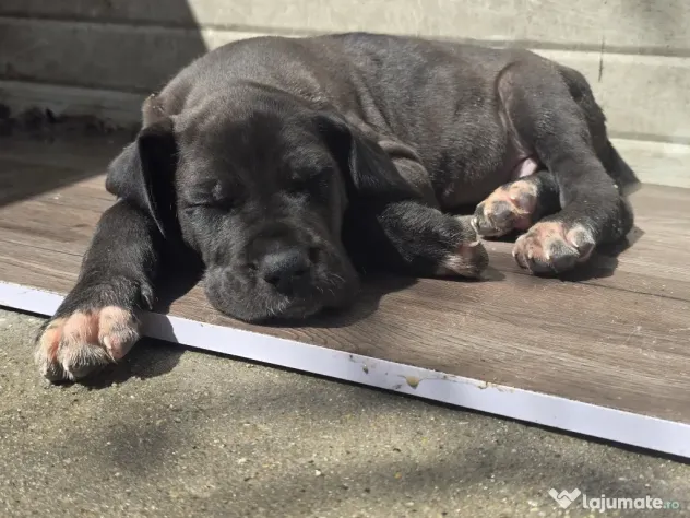 Dog German great dane