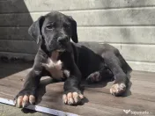 Dog German great dane