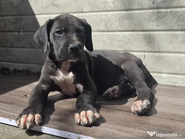 Dog German great dane