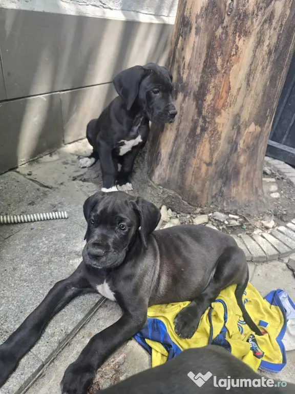 Dog German great dane