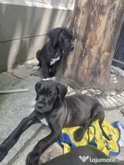Dog German great dane