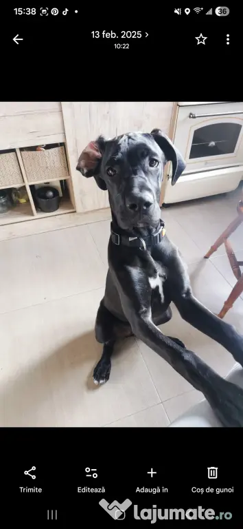 Dog German great dane