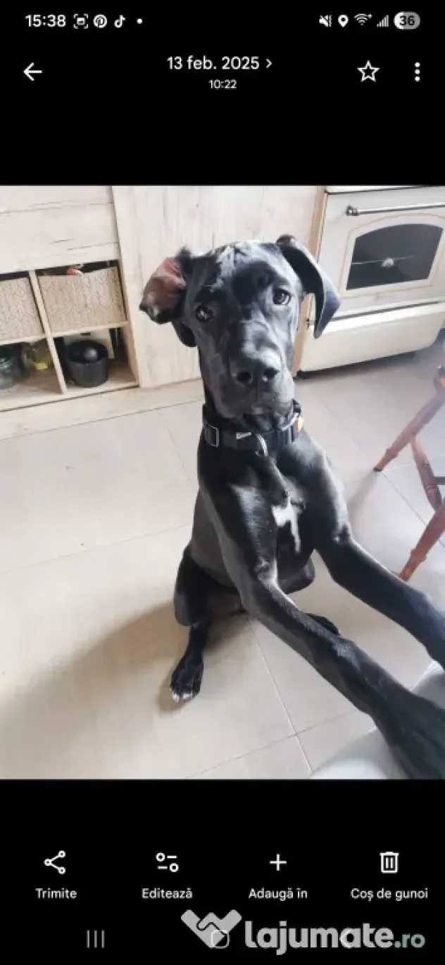 Dog German great dane
