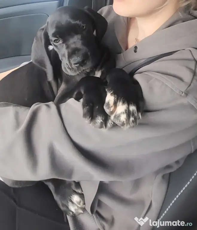 Dog German great dane