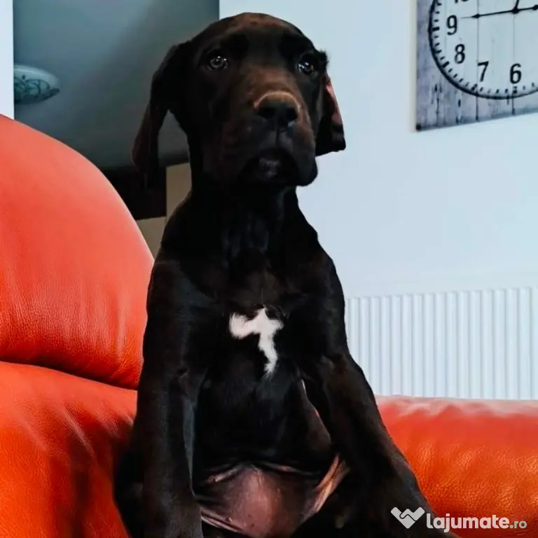 Dog German great dane