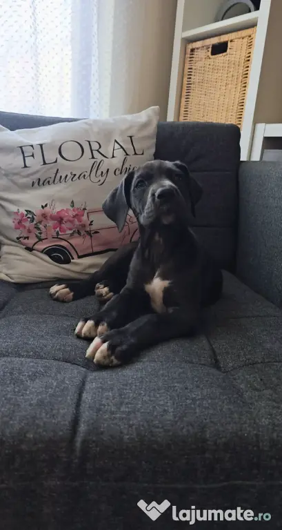 Dog German great dane