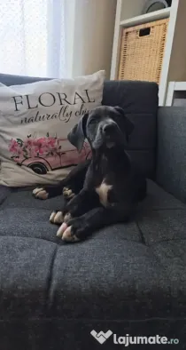 Dog German great dane