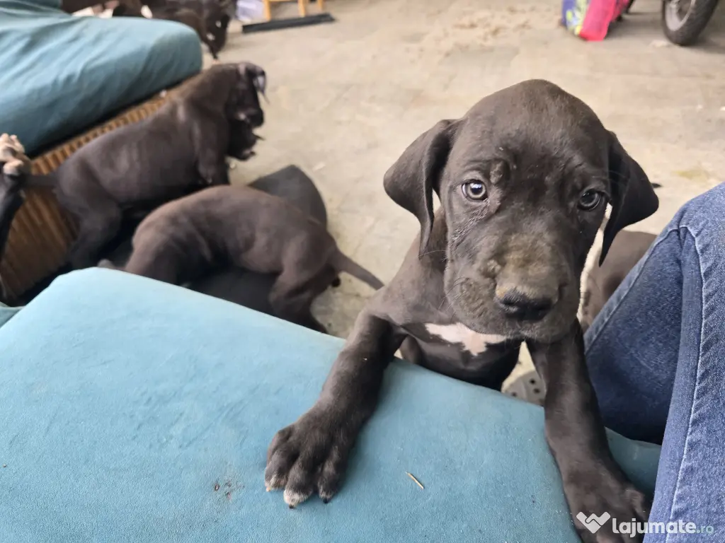 Dog German great dane