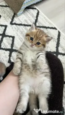 Ocazie! british shorthair, nu avem cu cine sa-i lasam