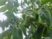 Nuci verzi pentru dulceata/nucata 