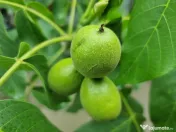 Nuci verzi pentru dulceata/nucata 