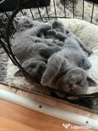 Pui British Shorthair 