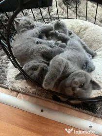Pui British Shorthair
