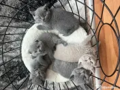 Pui British Shorthair 