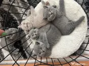 Pui British Shorthair 