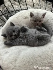 Pui British Shorthair 