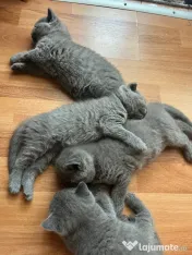 Pui British Shorthair 