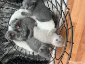 Pui British Shorthair 