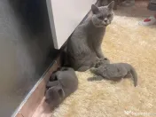 Pui British Shorthair 