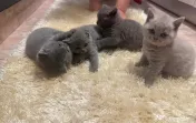 Pui British Shorthair 