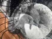 Pui British Shorthair 