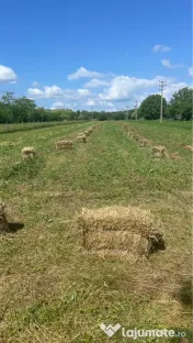 Baloți trifoi de vânzare 