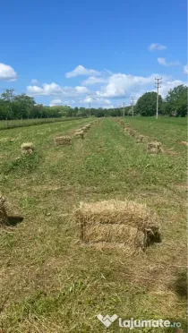 Baloți trifoi de vânzare