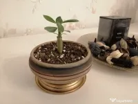 Trandafir de Deșert (Adenium Obesum) 6 luni - Plantă de Interior Exotică