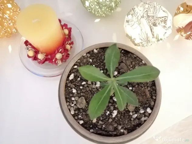 Trandafir de Deșert (Adenium Obesum) 6 luni - Plantă de Interior Exotică