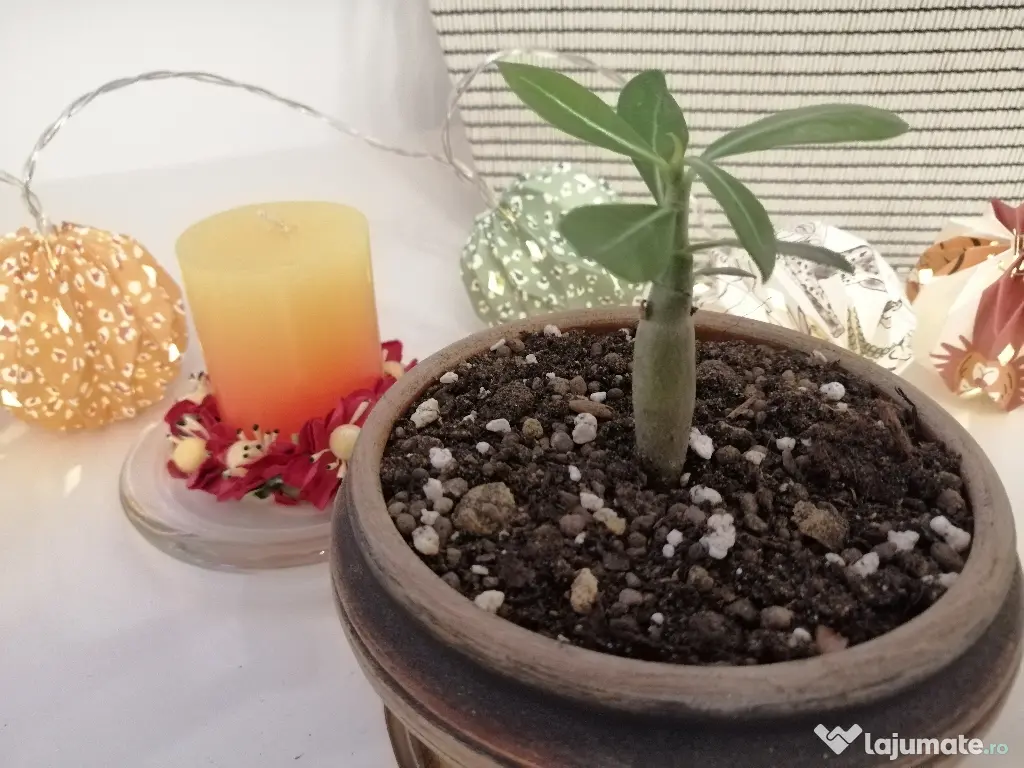 Trandafir de Deșert (Adenium Obesum) 6 luni - Plantă de Interior Exotică