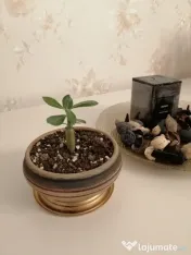 Trandafir de Deșert (Adenium Obesum) 6 luni - Plantă de Interior Exotică 