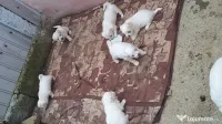 Cătei Bichon maltez 