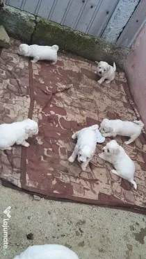 Cătei Bichon maltez